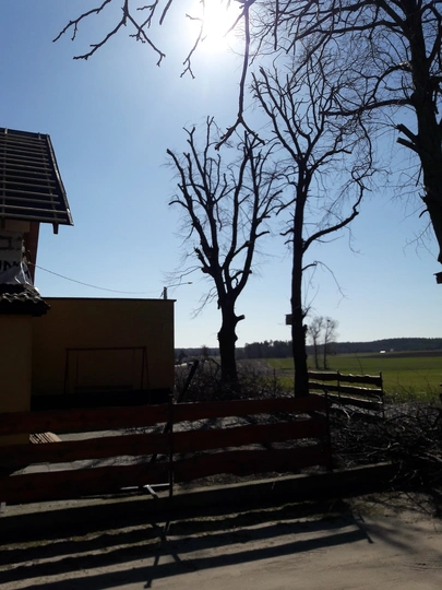 drzewo po przycięciu